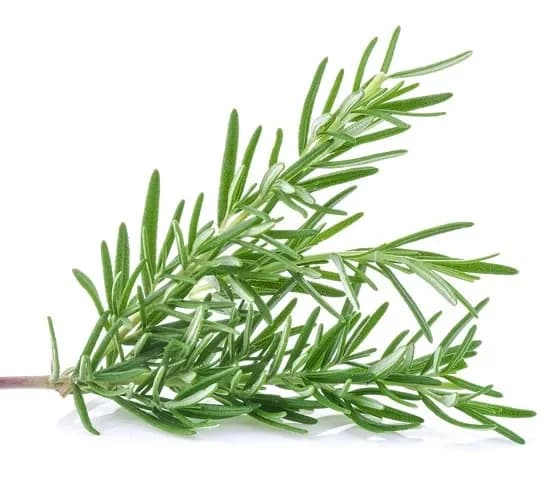 Rosemary oil