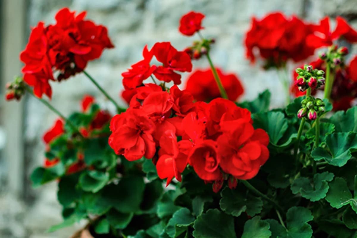 Geranium Oil
