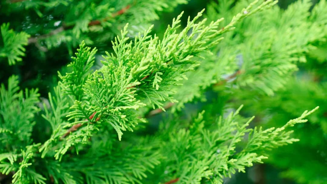 Cypress oil