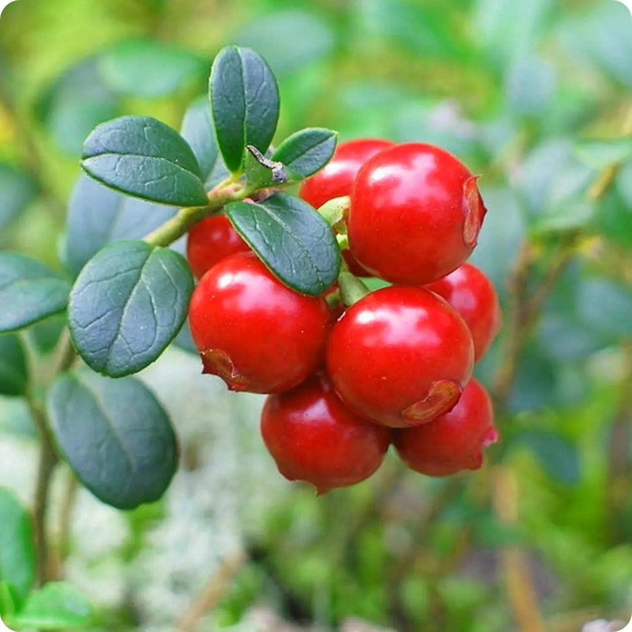Cranberry Oil