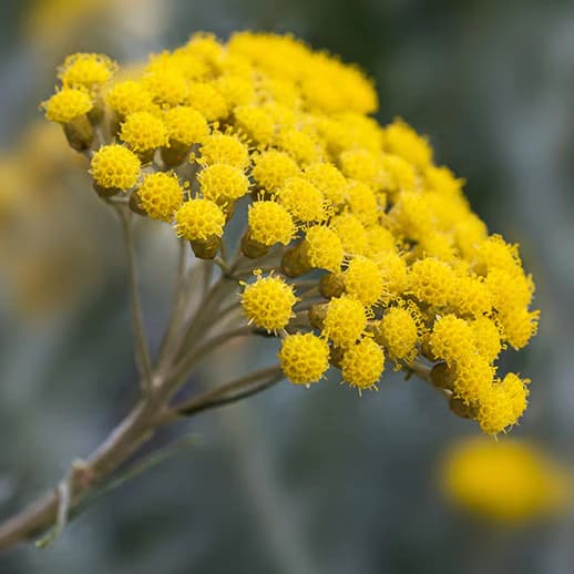 Helichrysum Oil
