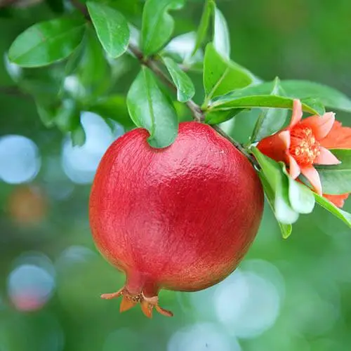 Pomegranate Oil