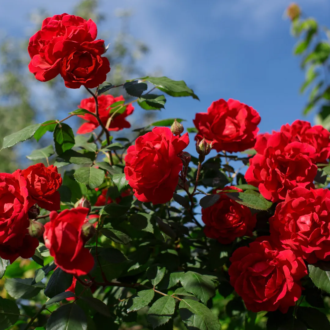 Rose Oil