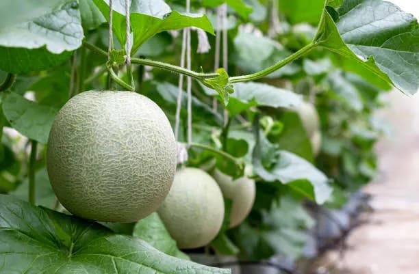 Melon Oil