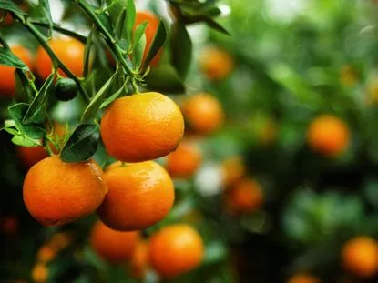 Tangerine Oil.
