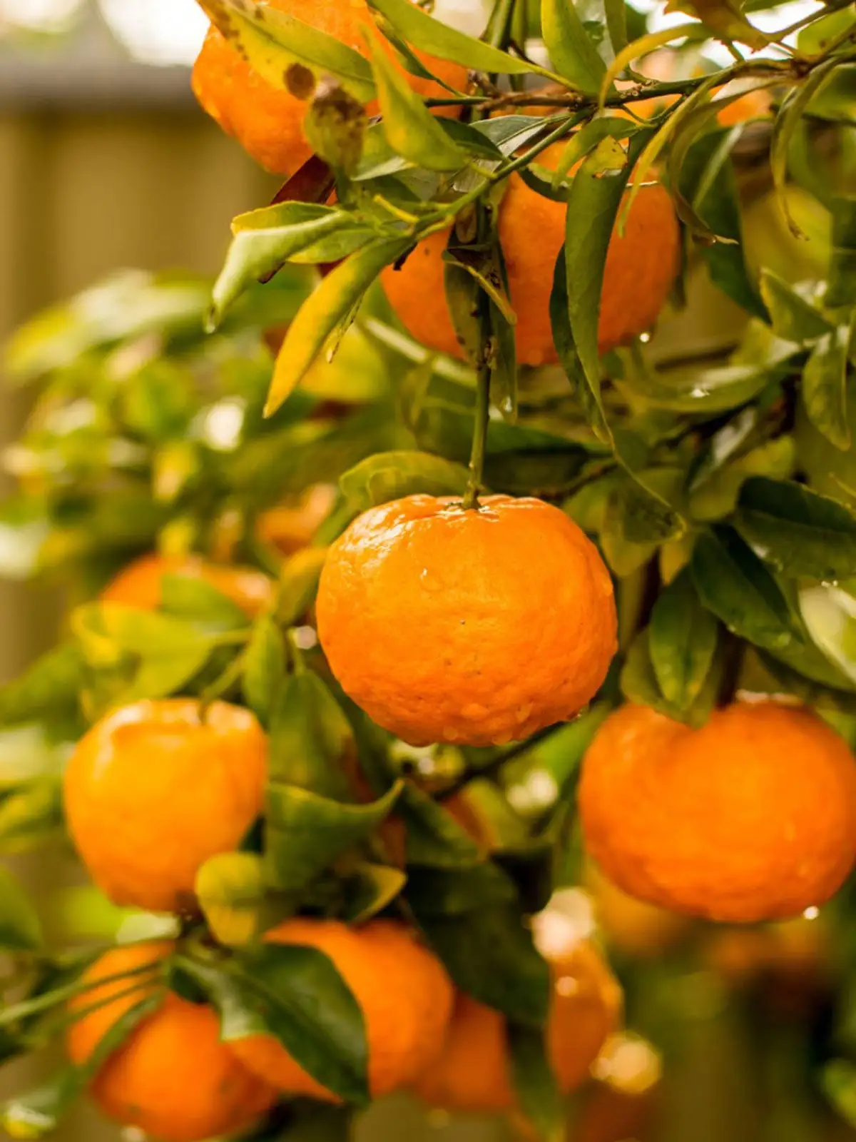 Mandarin Oil.