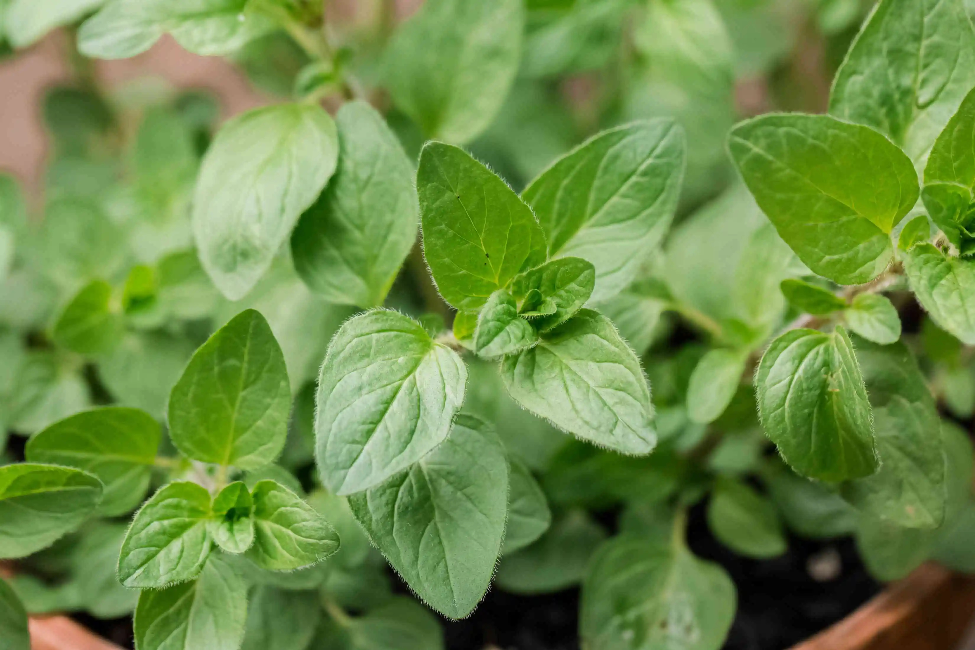 Oregano Oil