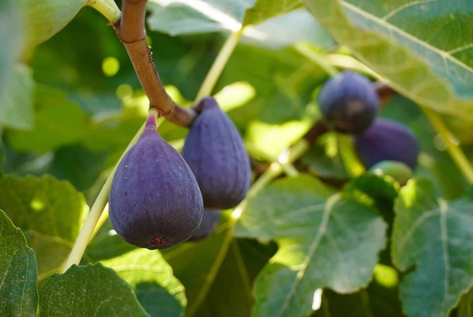 Fig Oil