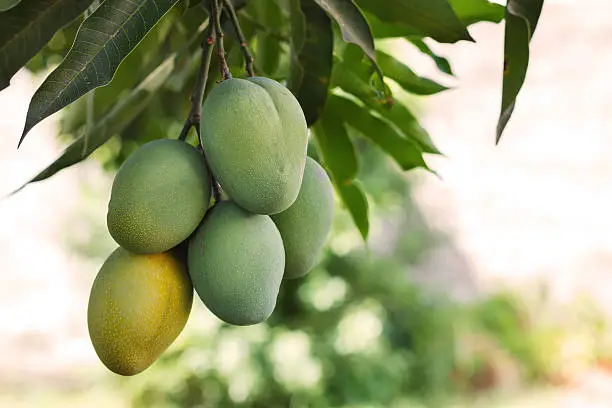 Mango Oil