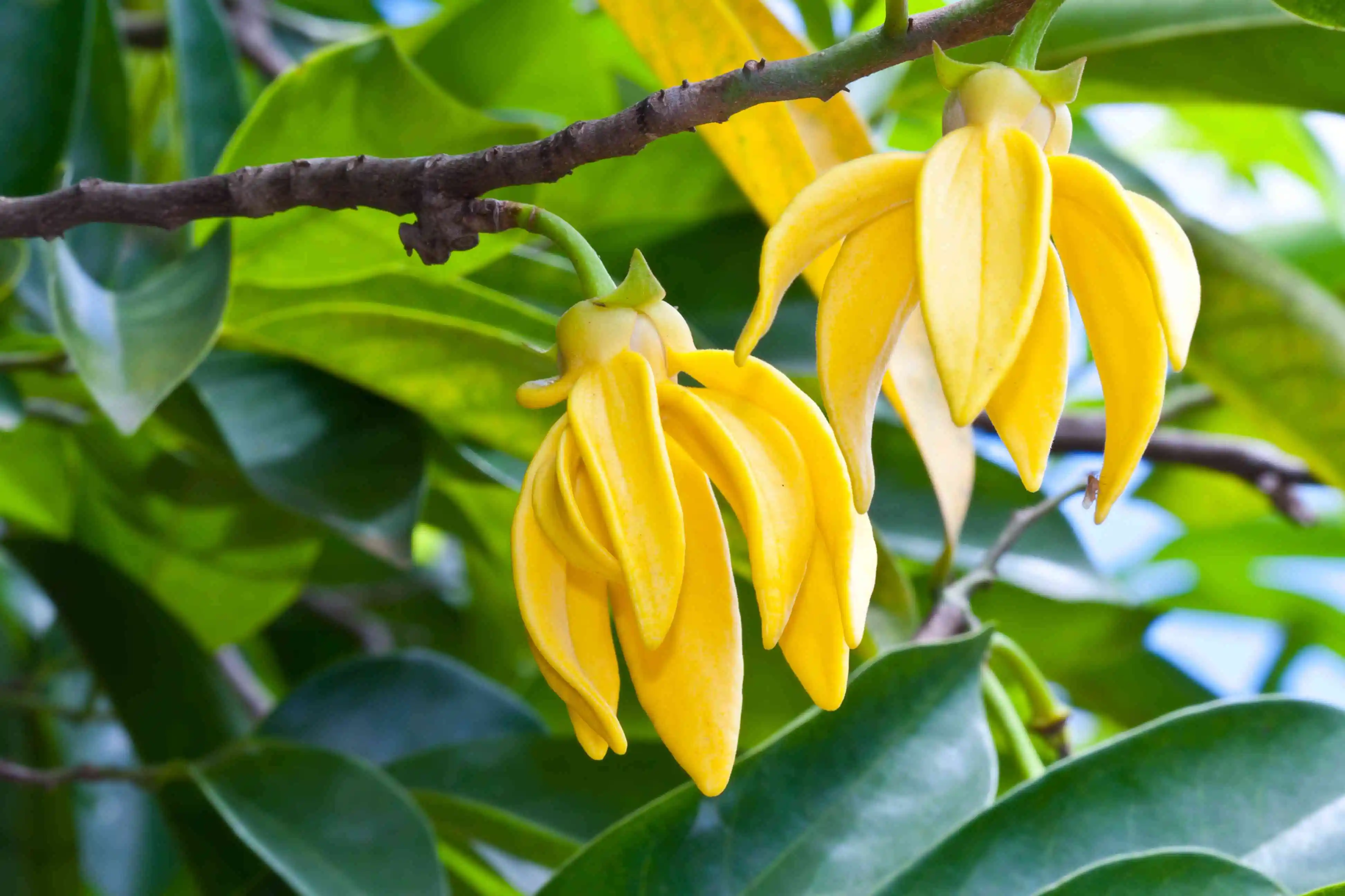 Ylang-Ylang Oil