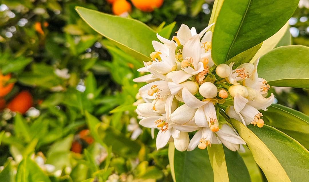 Neroli Oil