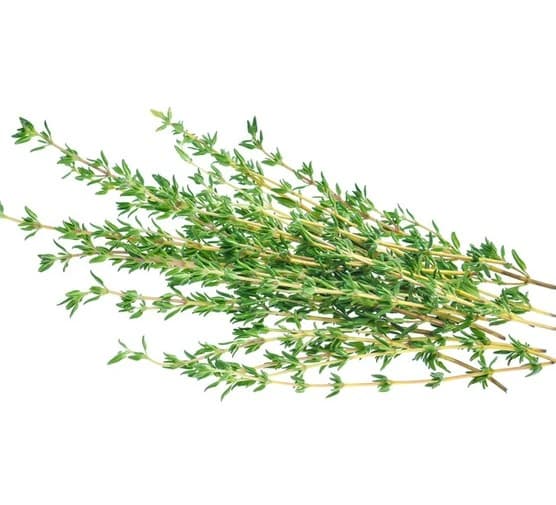 Thyme Oil