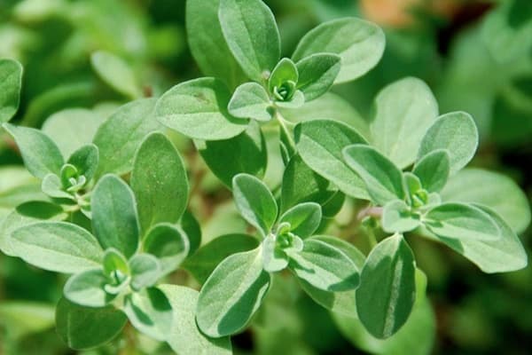 Marjoram Oil