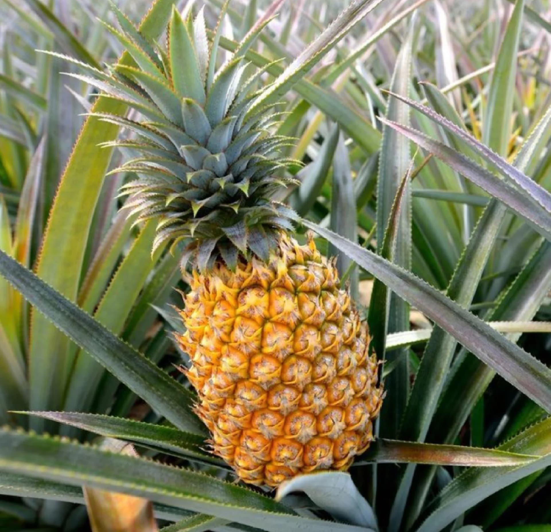 Pineapple Oil