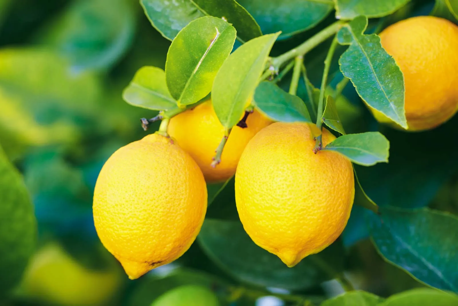 Lemon Oil