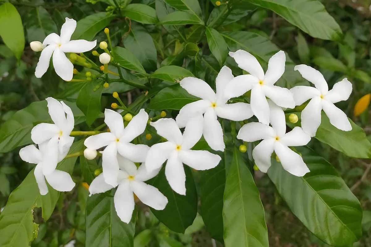 Jasmine Oil