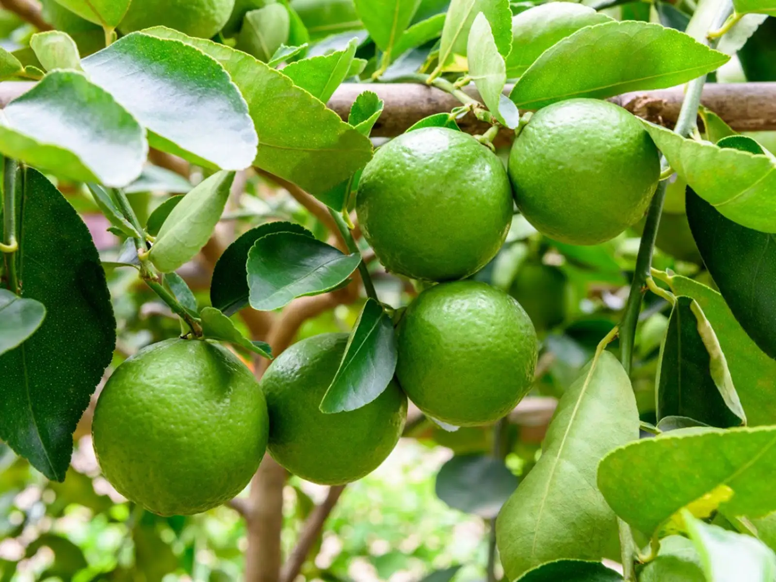 Lime Oil
