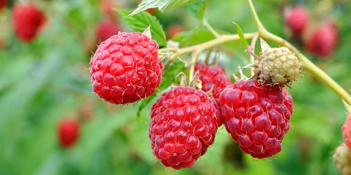 Raspberry Oil