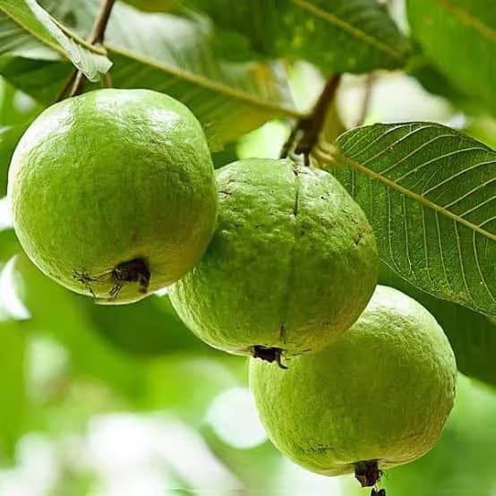 Guava Oil