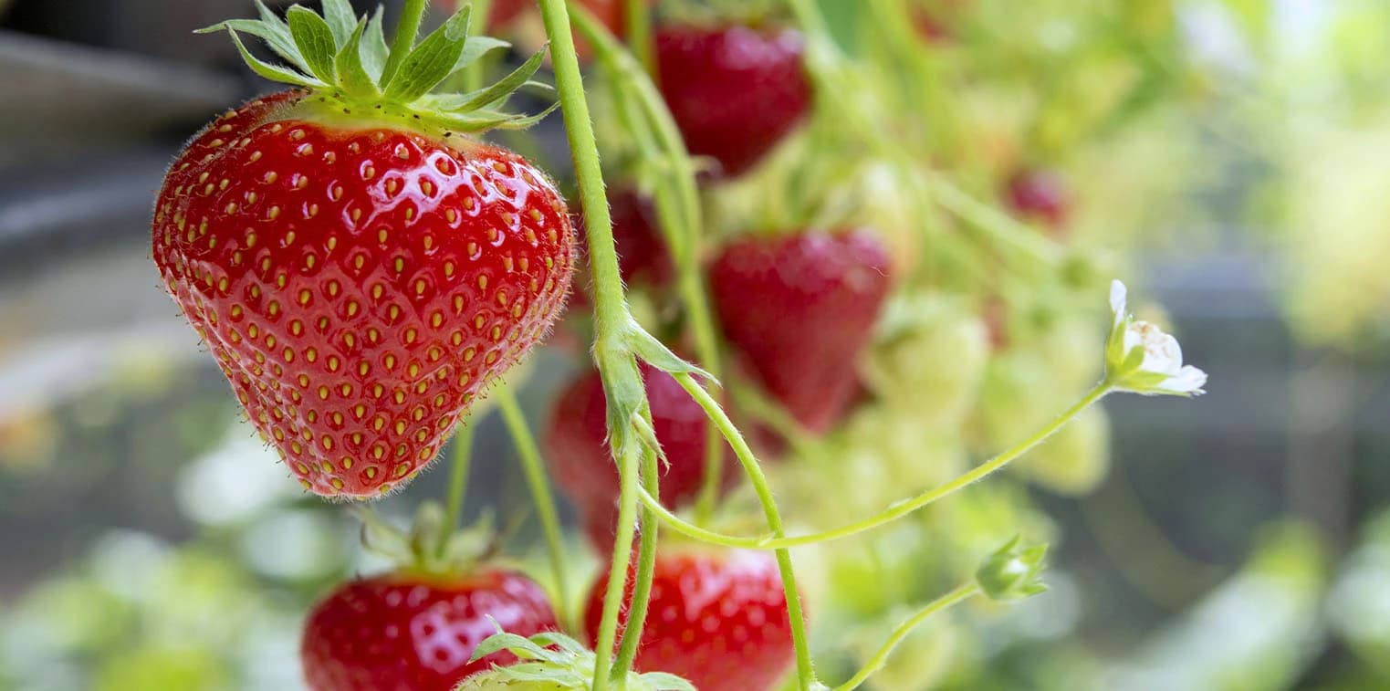 Strawberry Oil