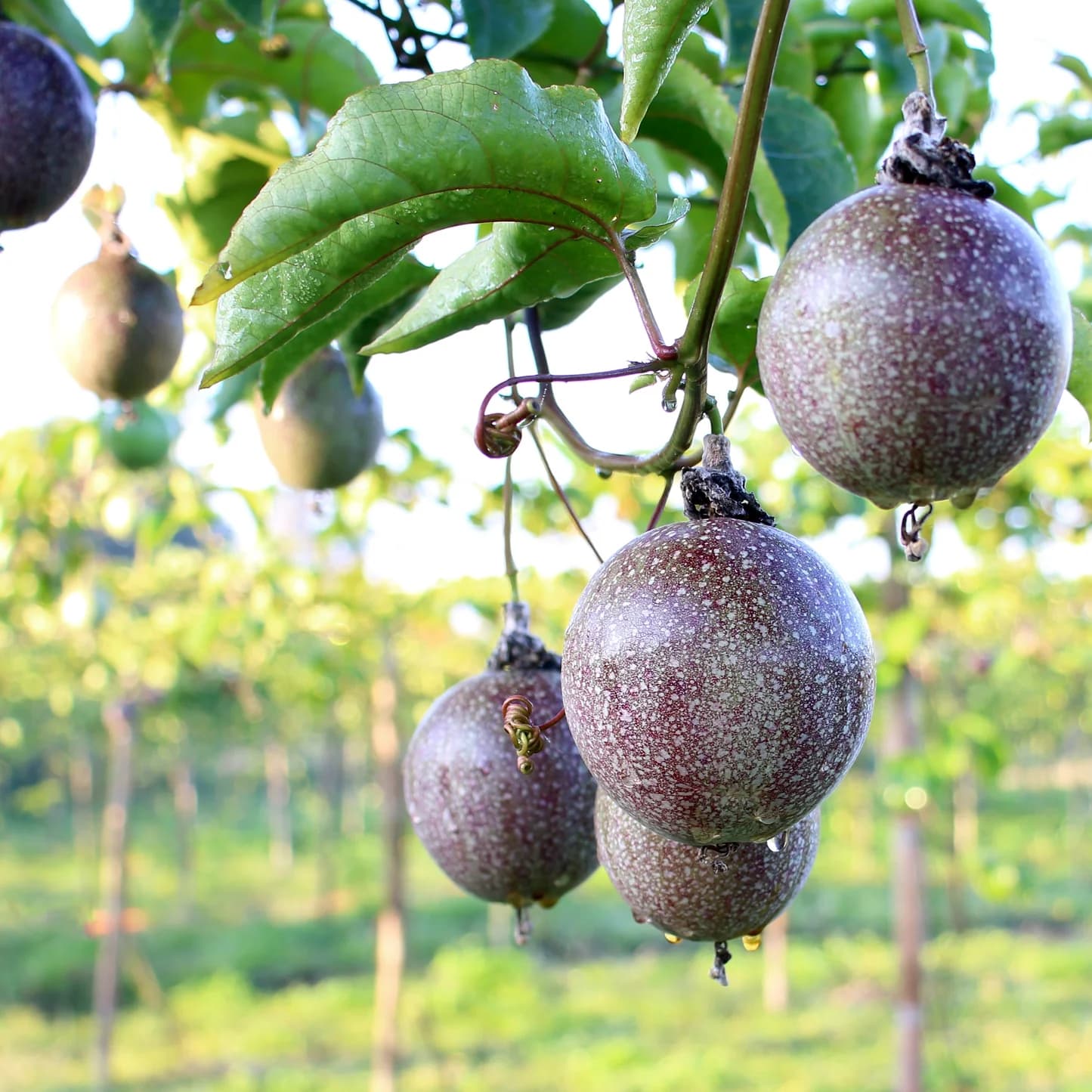 Passionfruit Oil