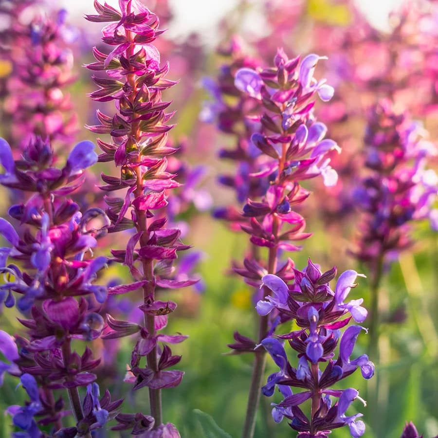 Clary Sage Oil