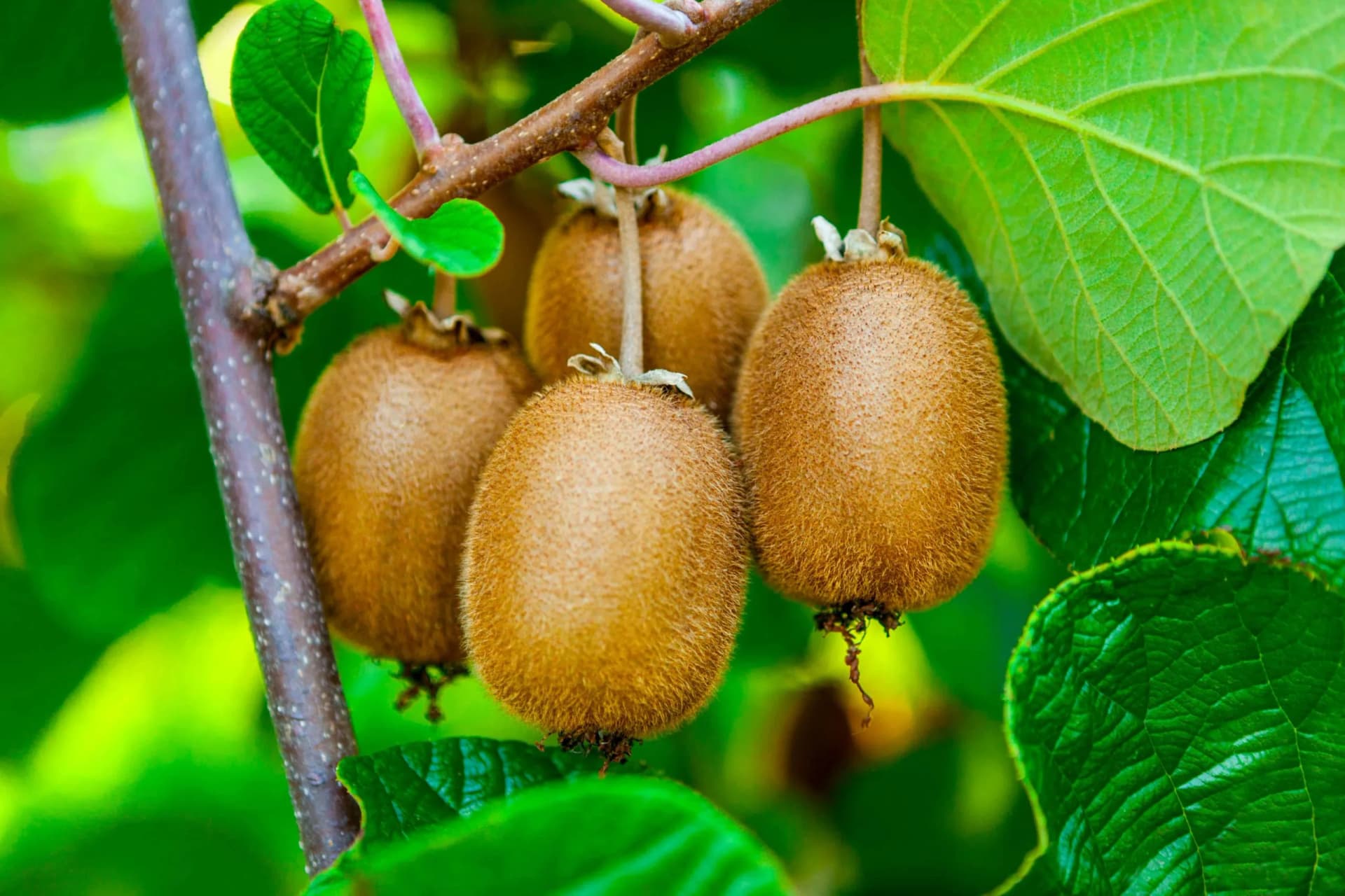 Kiwi Oil
