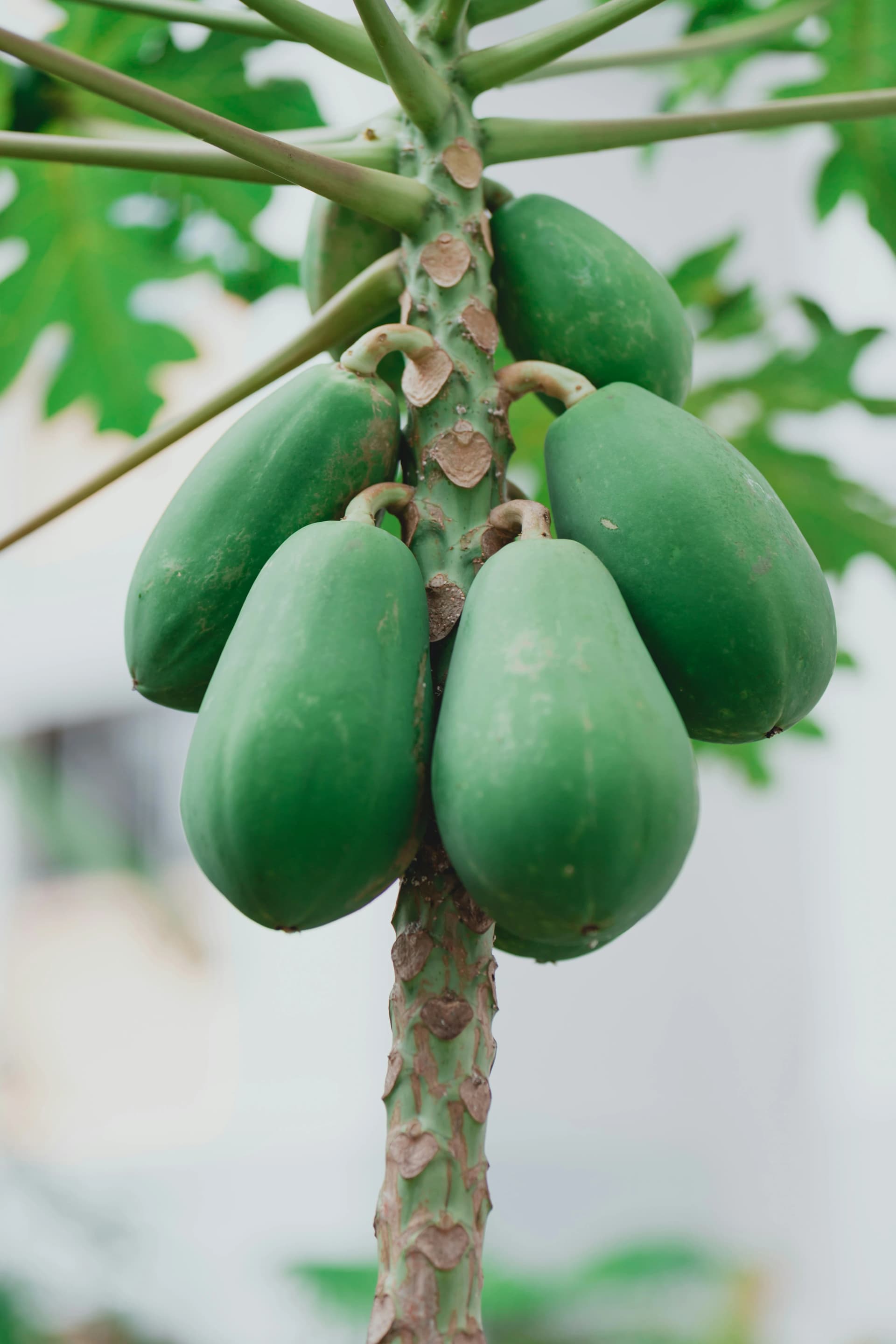 Papaya Oil