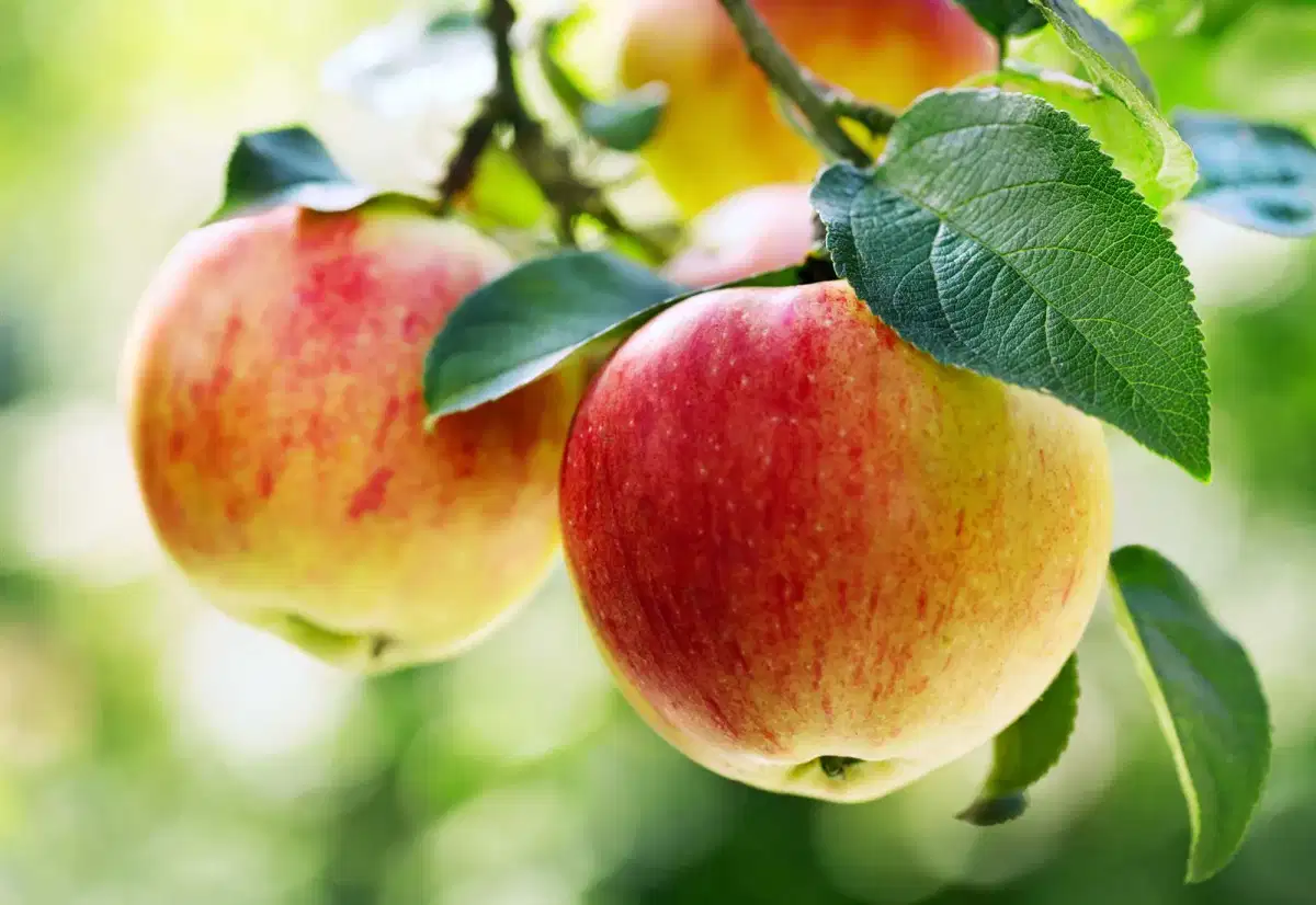 Apple Oil