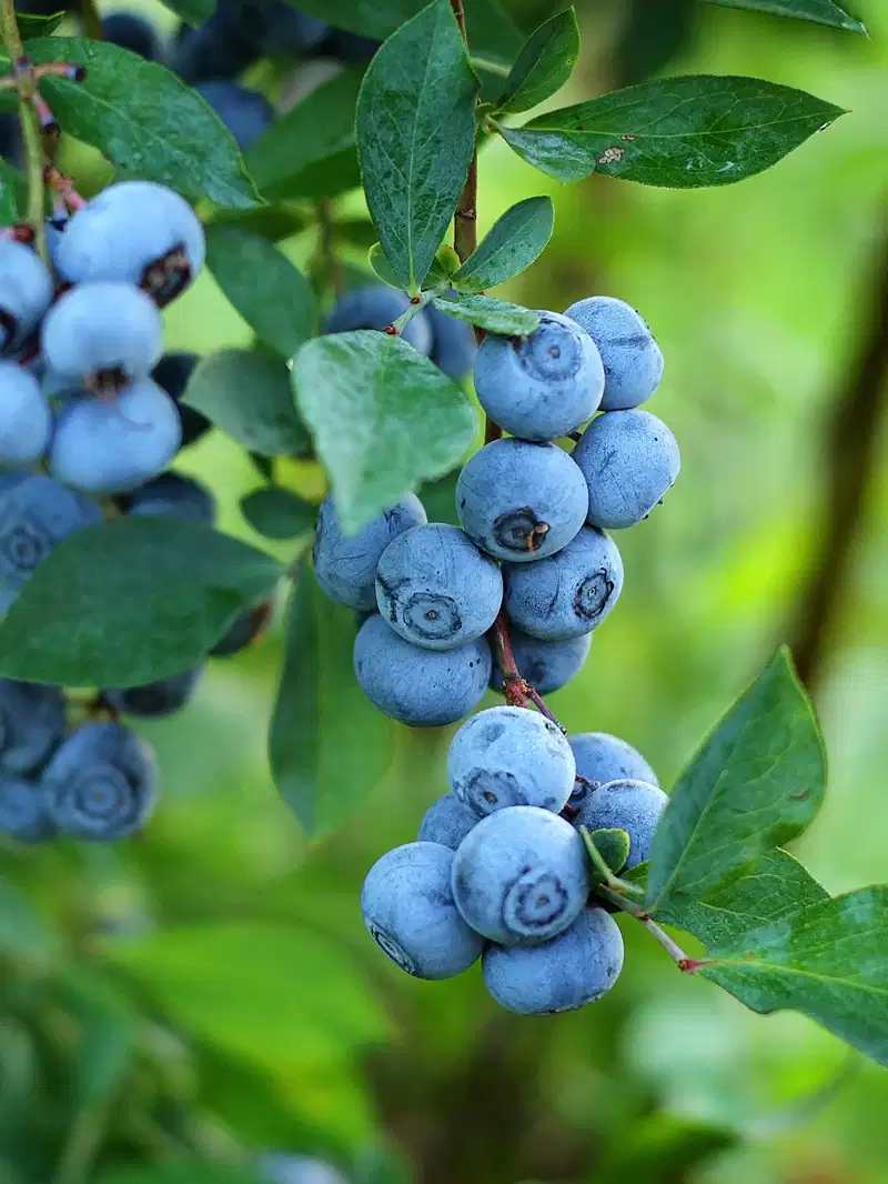 Blueberry Oil